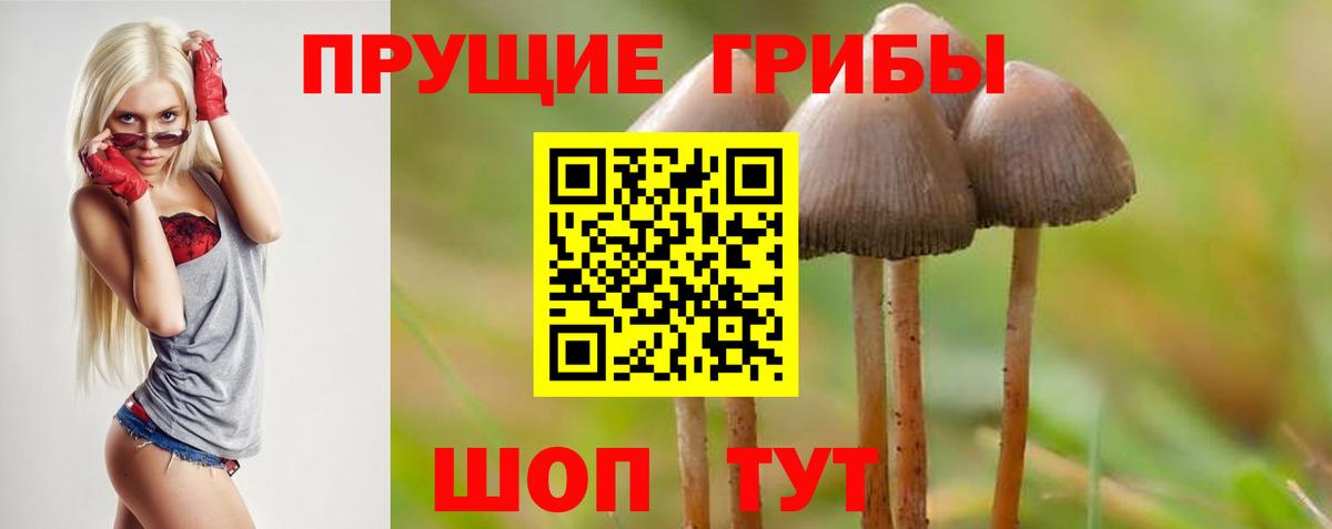 Псилоцибиновые грибы Psilocybe Нарьян-Мар
